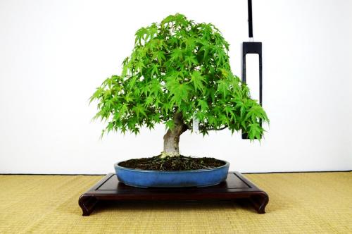 Bonsai Acer palmatum