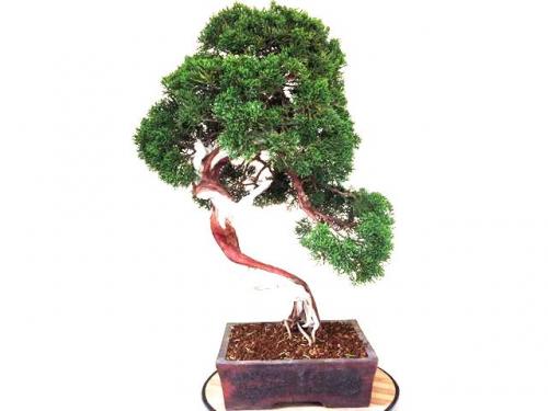 Bonsai Juniperus Kishu