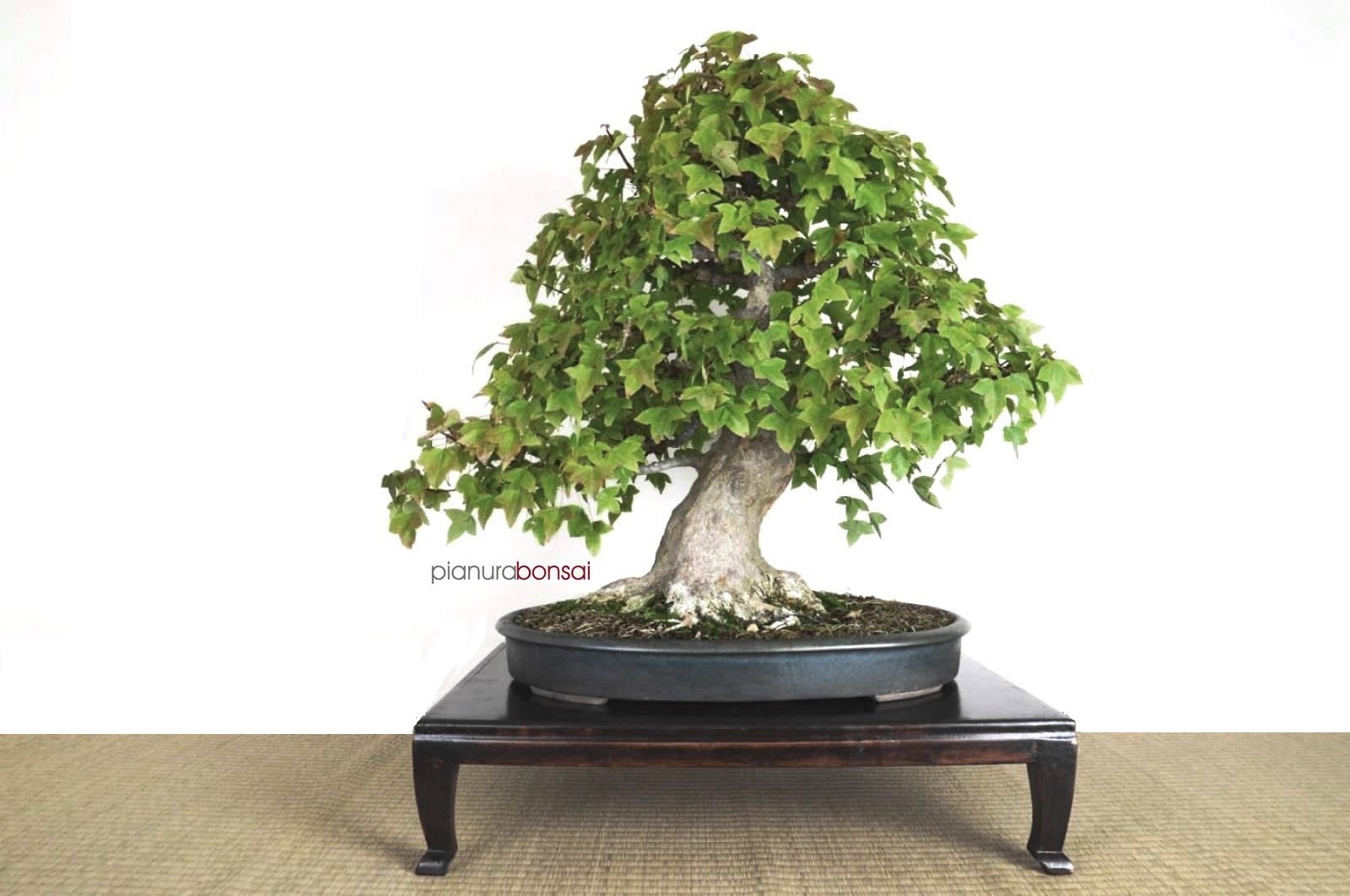 Filo per Bonsai: Filo di alluminio ramato (alluminio-ramato) Geotools 4,5  mm per bonsai, 500 gr, 9 m