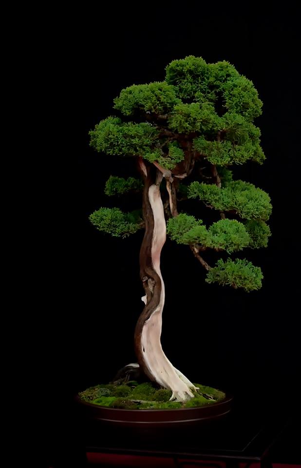 Bonsai Juniperus Kishu by Decio Pianura privat collection